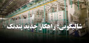 خط شالیکوبی مدرن پندتک